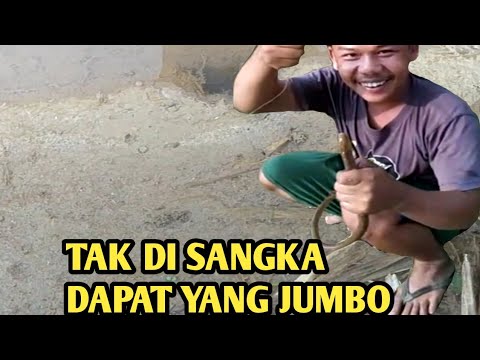 ngurek belut babon di sawah