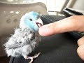 Zerby the parrotlet acting cute, playing the "boop" game, and saying "scratches" & "all done"