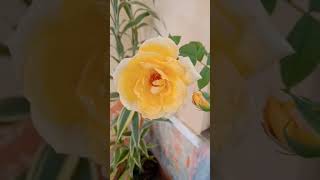 Mawar Kuning