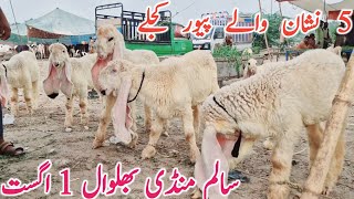 Sargodha K 5 Neshan Wale Kajle Kakke Lele Salem Mandi Bhalwal Global Village Farming
