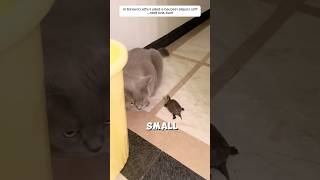 Tiny Turtle Rescue Story
