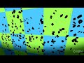 scribblenauts trailer