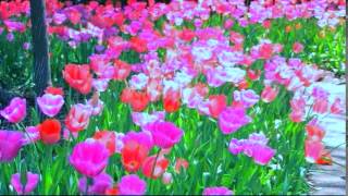 My Flower Nocturne Like Chopin Debussy Nocturne My Flower Nocturne Like Chopin Debussy Nocturne