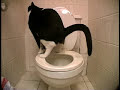 toilet-trained-cat-doing-number-2.html