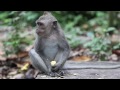 Sacred Monkey Forest (Ubud - Bali)