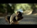 Bridgestone Squirrel Advert - funny & cute commercial