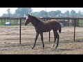 2011 Hot Ones Only Filly