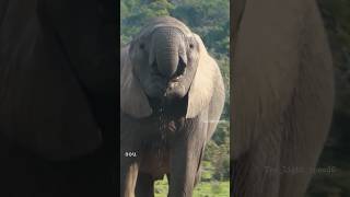 Elephants And Their Memory .