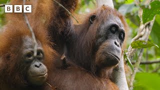 Orangutan Teen Still Relies On Mum For Everything Parenthood - Bbc