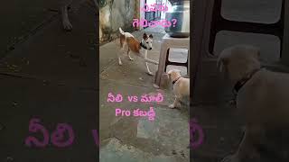S అతర మల నల పప త కలస కబడడ గలచర?,