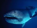 weird marine animals