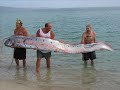 weird marine animals