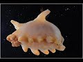 weird marine animals