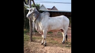 គបខមររងសអតសងហរ, Khmer Bull Review