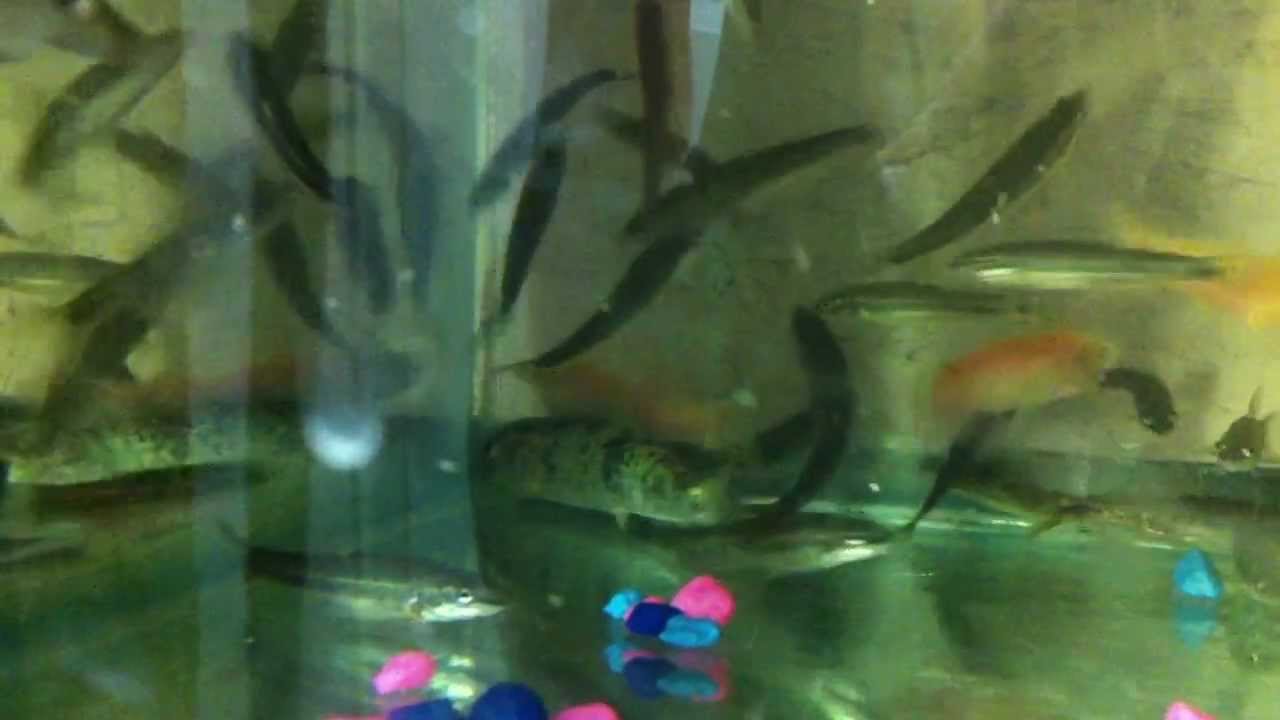 Rainbow Trout fry fingerlings in our 20 gal tank aquarium ...