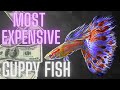 Most Expensive Guppy Fish – All You Need to Know