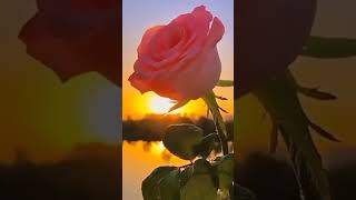 Best Nature Whatsapp Song Status Nature Whatsapp 2022 Nature Lover Beautifull Nature