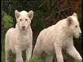 White Lion Cubs birth part 1 - actual birth