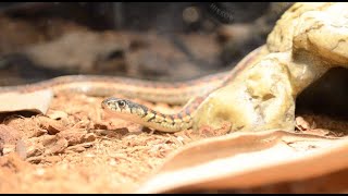 Garter Snake Care Guide 2022 Should You Get One? My Pet And Fun Facts