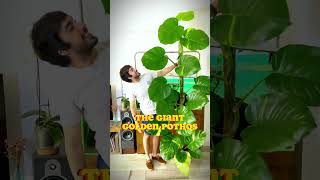 This Is My Giant Den Pothos