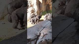 Chimpanzees