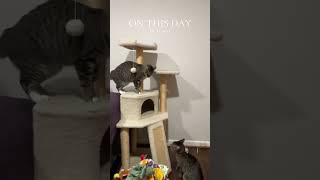 Funny Cats Cute Kitten