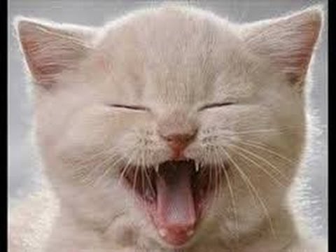 funny videos of cats. vERY fUNNY cATS