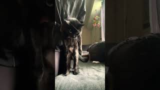The Twerk