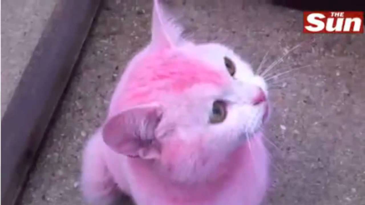 Pink Cat - Hair Dye - YouTube