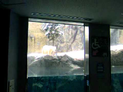 12／7雪の旭山動物園　シロクマさん