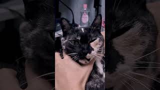 썩소냥이