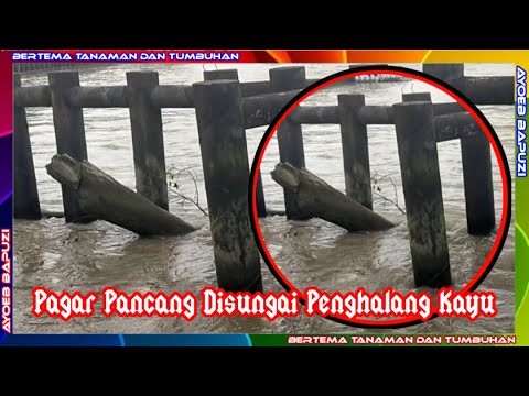 River Pile Fence Barriers Wood @ayoebbapuzi