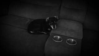 Funny dog video #3