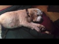 A Day in the Life of Jack the Dog