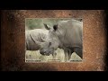 wildlife