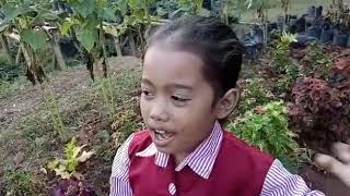 Sokolangit... Conto Bulukerto Wonogiri