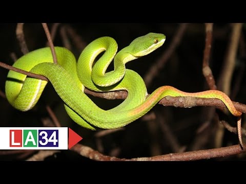 Sơ cứu thế nào khi bị rắn cắn? | LATV