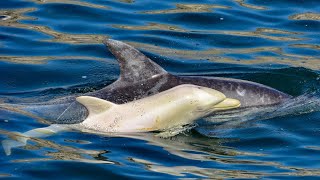 Meet Popcorn, The Albino Dolphin