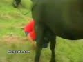 signora si fa cacare dal cavallo