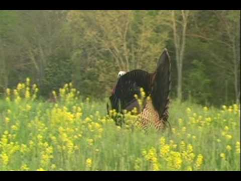 Turkey Hunting Videos