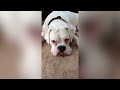 Funniest Pet Reactions & Bloopers of November 2017 | Funny Pet Videos