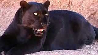 Black Panther Facts: 13 Facts about Black Panthers