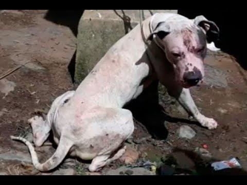 Una mujer murió en San Roque, Antioquia, tras brutal ataque de un pitbull