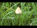 Manna - psilocybin mushroom inspired documentary