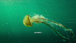 Iontais Na Bhfarraigí Ceilteacha Wonders Of The Celtic Deep Tg4