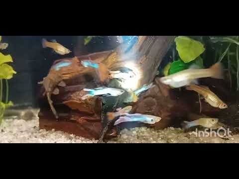 # 341 , Cześć tu Jarosław 😉,, Akwarium spod Altany 🙋,, Grota pełna zbrojasów 🐋🐋🐋. # 341 , Cześć tu Jarosław 😉,, Akwarium spod Altany 🙋,, Grota pełna zbrojasów 🐋🐋🐋.