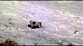 Staffordshire Bull Terriers Play In Snow