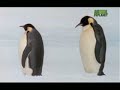 Ultimate Animal Dads: Emperor Penguins