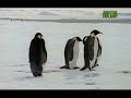 Ultimate Animal Dads: Emperor Penguins