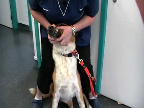 Restraint for jugular blood sampling in a dog.MOD - YouTube